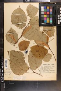 Tilia americana var. caroliniana image