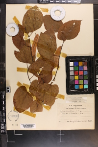 Tilia americana var. caroliniana image