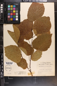 Tilia americana var. caroliniana image