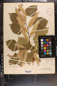 Tilia americana var. caroliniana image