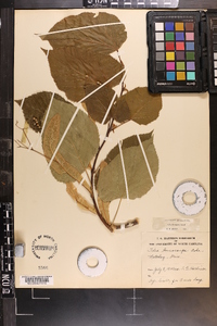 Tilia americana var. caroliniana image