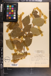 Tilia americana var. caroliniana image