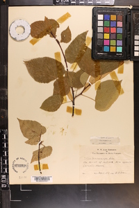 Tilia americana var. caroliniana image