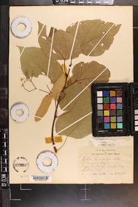 Tilia americana var. caroliniana image