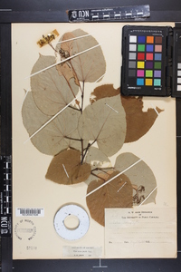 Tilia heterophylla image