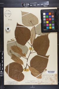 Tilia heterophylla image