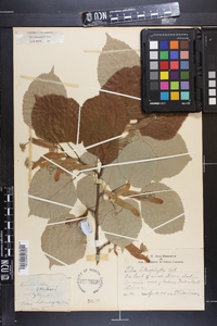 Tilia heterophylla image