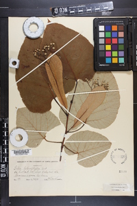 Tilia heterophylla image