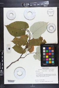 Tilia heterophylla image