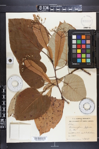 Tilia heterophylla image