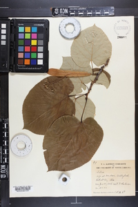 Tilia heterophylla image