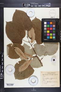 Tilia heterophylla image