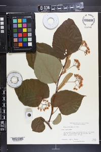 Tilia heterophylla image