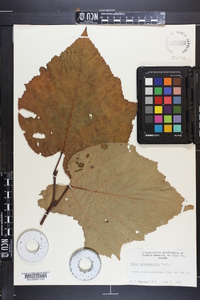 Tilia heterophylla image