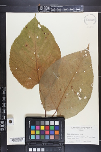 Tilia heterophylla image