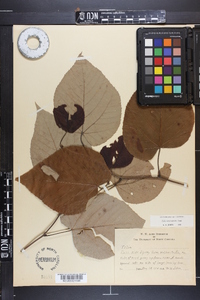 Tilia heterophylla image