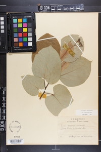 Tilia heterophylla image