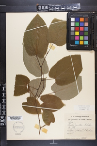 Tilia heterophylla image