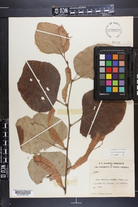 Tilia heterophylla image