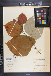 Tilia heterophylla image