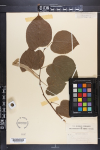 Tilia heterophylla image