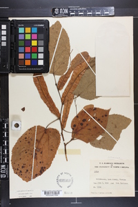 Tilia heterophylla image