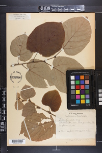 Tilia heterophylla image