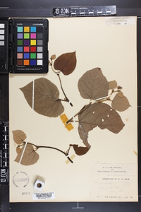 Tilia heterophylla image