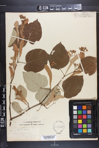 Tilia heterophylla image