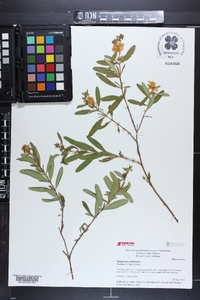 Hypericum prolificum image