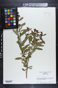 Hypericum prolificum image