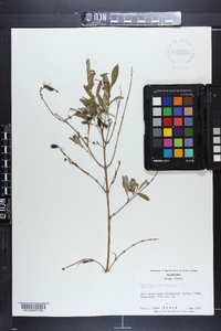 Hypericum prolificum image