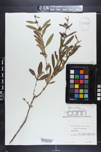 Hypericum prolificum image