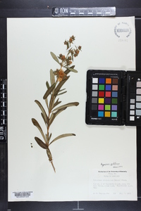 Hypericum prolificum image