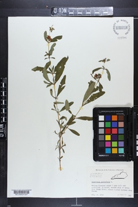 Hypericum prolificum image