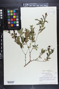 Hypericum prolificum image