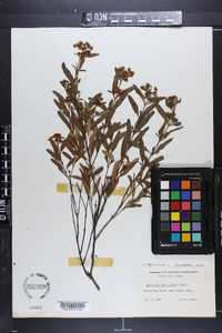 Hypericum prolificum image