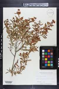 Hypericum prolificum image