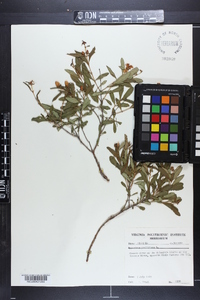 Hypericum prolificum image