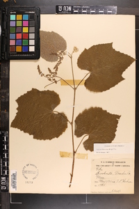 Vitis cinerea image