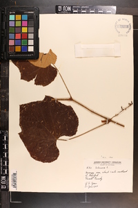 Vitis labrusca image