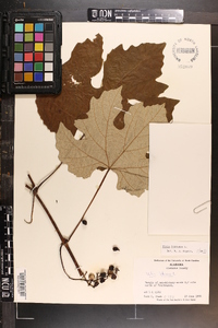 Vitis labrusca image