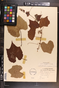 Vitis cordifolia image