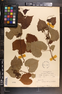 Vitis cordifolia image