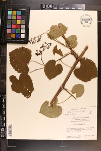 Vitis cinerea image