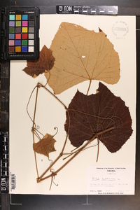 Vitis labrusca image