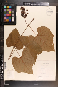 Vitis labrusca image