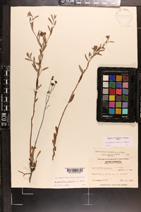 Crocanthemum canadense image