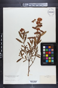 Hypericum prolificum image