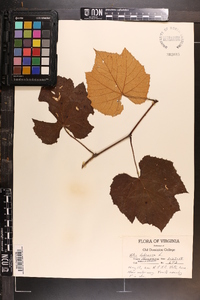 Vitis labrusca image